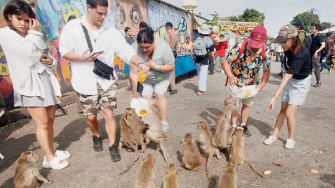 એન્યુઅલ મંકી ફેસ્ટિવલ, થાયલૈંડ 
